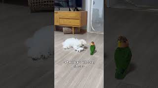 비숑 강아지와 카이큐 앵무새의 첫 만남!