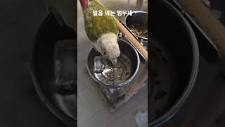 더운 여름 얼음 먹는 앵무새 #parrot #birds…