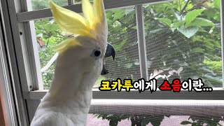 3주동안 미쳐가지고 비가 온 앵무새와 주인님 (코카투 소음주의)