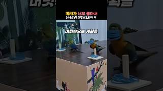 머리가 너무 좋아서 문제인 앵무새 #동물 #앵무새