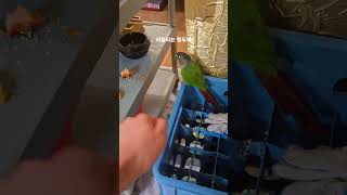 리듬타는 앵무새