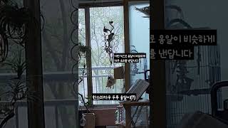 [한스마카우] 두루의 옹알이(?) #앵무새 #중형앵무 …