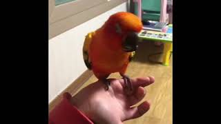 #썬코뉴어#태양황금앵무#먹이 먹기#