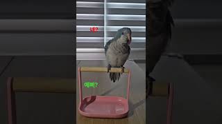 #만난지 한달 #앵무새 #퀘이커 #개인기 #birds