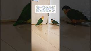 【シロハラがいる生活‍♀️】特技もそれぞれ＃シロハラインコ＃…