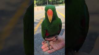 놀러왔다! 솔바람 내음 맡고 기침 뚝!#말하는 앵무새#…