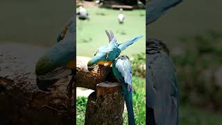금강앵무새, 마카우, Parrots, Macaws 21…
