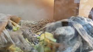 육지거북 키우기.