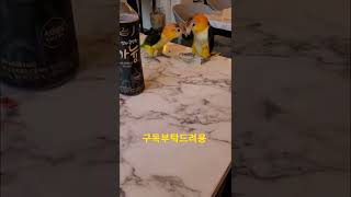 카이큐앵무애 병뚜껑 쟁탈전 #shorts