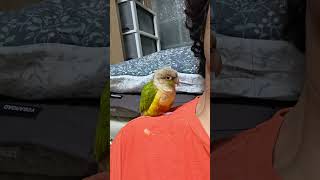 앵무새살구 아빠 어깨 위에서 기지게 피다 앞으로 꼬꾸라…