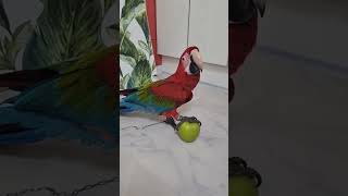 사과는 필요 없어/parrot doesn't want …