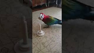 마카우 홍금강 앵두