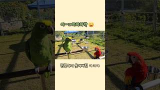 민망하면 아하하~웃는 앵무새마로  #아마존앵무새 #스칼렛마카우