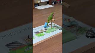 언제나 그자리에~ #앵무새 #퀘이커 #parrot #항상#미니횟대#지정석