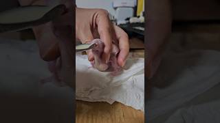 태어난지 9일차 퀘이커 아가 나도 퀘이커아가는 처음이라 조심스러워~ #앵무새  #퀘이커앵무새 #반려조