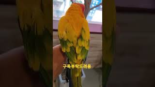썬코뉴어앵무새 #shorts