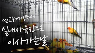 [대구앵무새농장]썬코뉴어앵무새(sunconure) 실내…