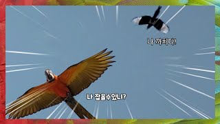 [할리퀸마카우 마르코] 조류계의 깡패로 유명한 까치한테…