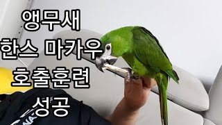 공서연(8).앵무새.한스 마카우.봄이 호출훈련.2020.9.9