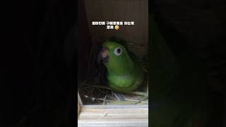  신랑 아랑이 염탐하는건 꿀잼 #parrot #새신혼방…