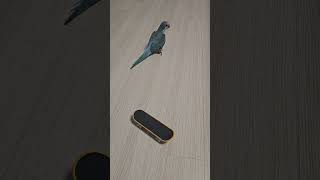 스케이트보드랑 친해지길 바래 #앵무새 #birds #parrot #퀘이커 #cute #pets
