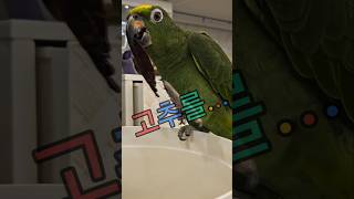 아마존 앵무새 지니 고추를