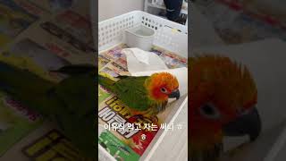 2021년 10월 23일 썬코뉴어#귀여운 #앵무새 #코…