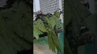 꽁패.한스마카우.뽀미.한나.일광욕.샤워.2023.7.10