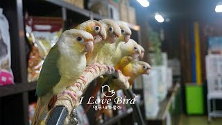 이쁘고 건강한 코뉴어 앵무새