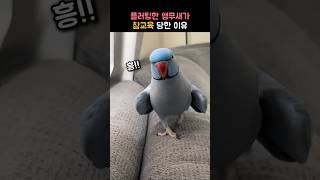 앵무새에게 매너가 필요한 이유