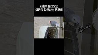 외출 후 돌아오면 이동장 확인하는 앵무새 ✅ 회색앵무 잠바  #반려동물 #parrot