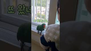 아기가  거슬리는 앵무새 #shorts#뉴기니아앵무새