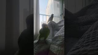 새끼고양이  아마존앵무새 놀아주기