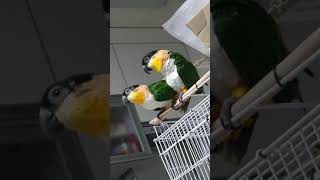 앵무새 짝짓기 카이큐