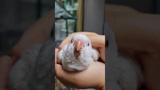 이뻐이뻐!!(강아지 간식 더 달라고 찡찡이소리ㅠ 주의)…