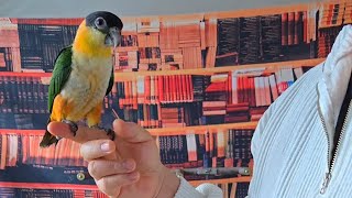 3개월 카이큐 앵무새 호출 놀이 네번째 단계. 하강연습