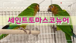 세인트 토마스 코뉴어