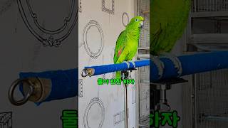 아리의 주말 산책 후 수다 #말하는  #아마존 #앵무새  #아리  #parrot  #birds #cute #pets #animals #좋아요