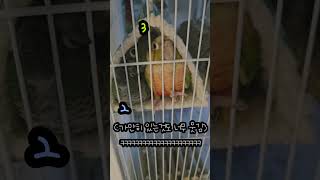 꼭 그렇게 자야만 했냐!!! #코뉴어 #birds #앵무새영상 #앵무새키우기 #반려동물 #parrot #conure