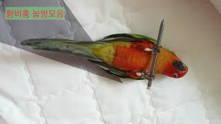 눕방을 보여주겠어 (내 이름은 황비홍)