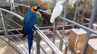 청금강앵무와 코렐라앵무 - 경주 버드파크