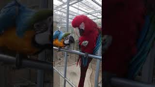 호두 드시는앵무새님들