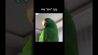 [지구] 귀여운 “맞아” 모음집 / 무한 맞아 / parrot says "that's right"