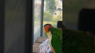 밖에서 먹는 땡초가 더 맛있지#birds #cute #birdslover #카이큐앵무새 #parrot #animals #pets #앵무새