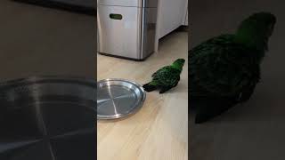 완두-자딘 앵무새