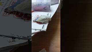 구름이의 종이뜯기 #speedsong #song #birds #루티노퀘이커 #parrot #동물키우기 #cute #폼폼푸린