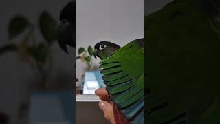 코뉴어앵무새#하랑이#하봉이#parrot