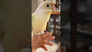 아이예뻐..를 얼마나 잘해주는지…#birds #parr…