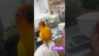 말하는앵무새 썬코뉴어 #썬코뉴어
