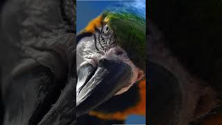 As charmosas e coloridas ARARA…